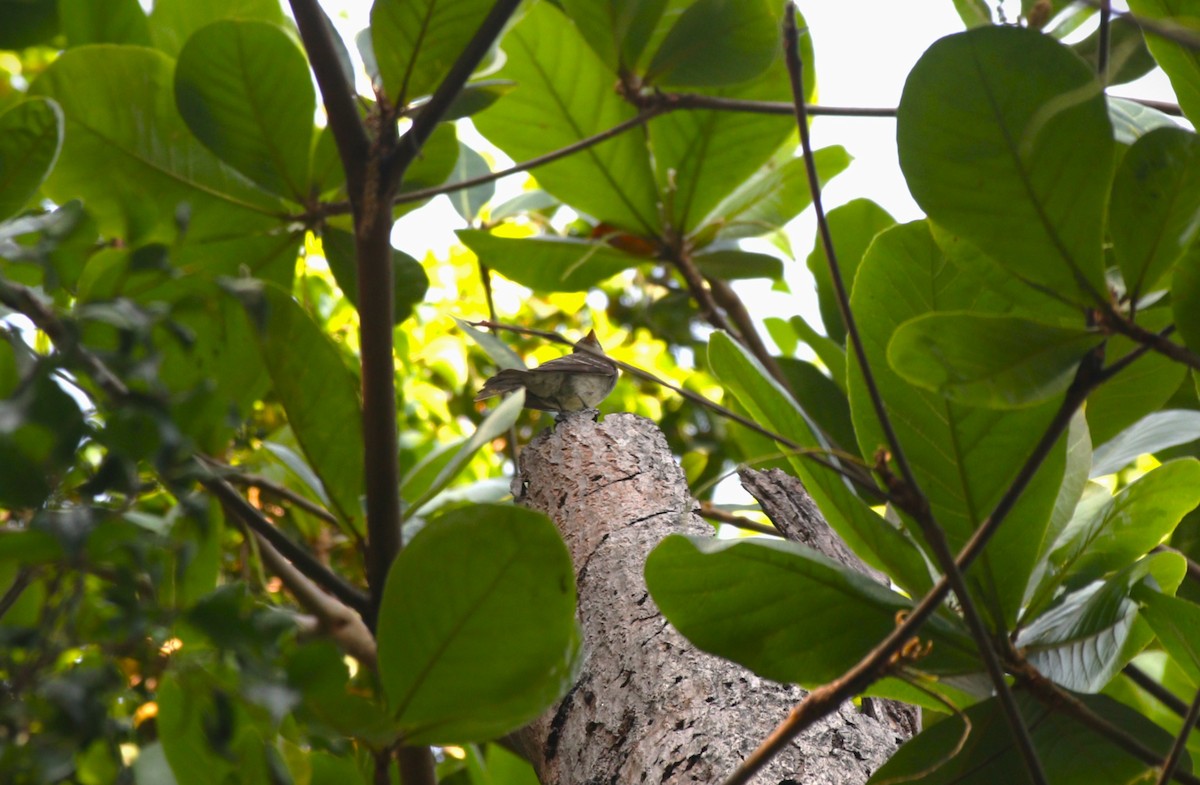 Western Wood-Pewee - ML646943266