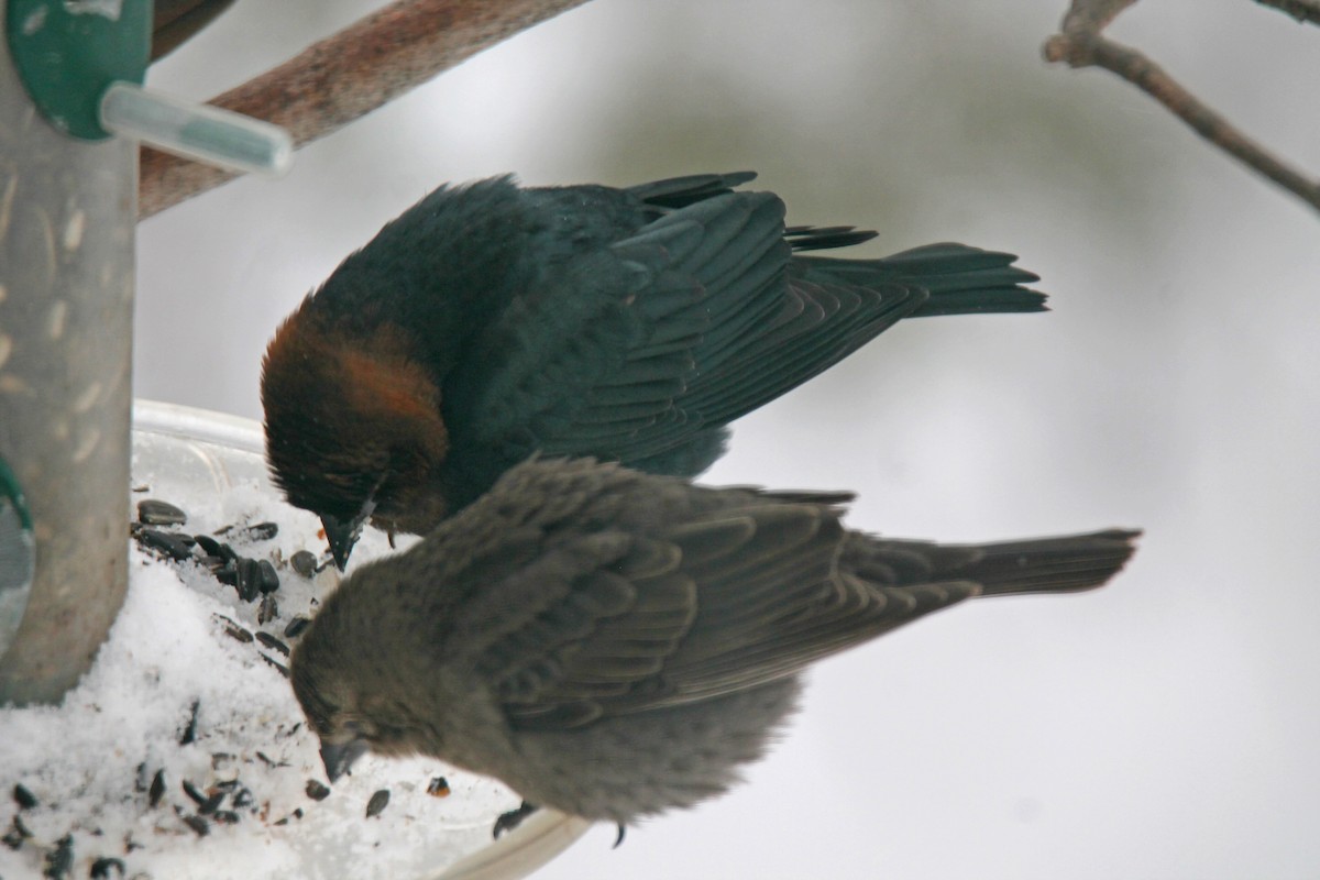 Brown-headed Cowbird - ML646943267