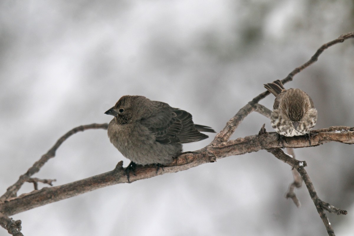 Brown-headed Cowbird - ML646943268