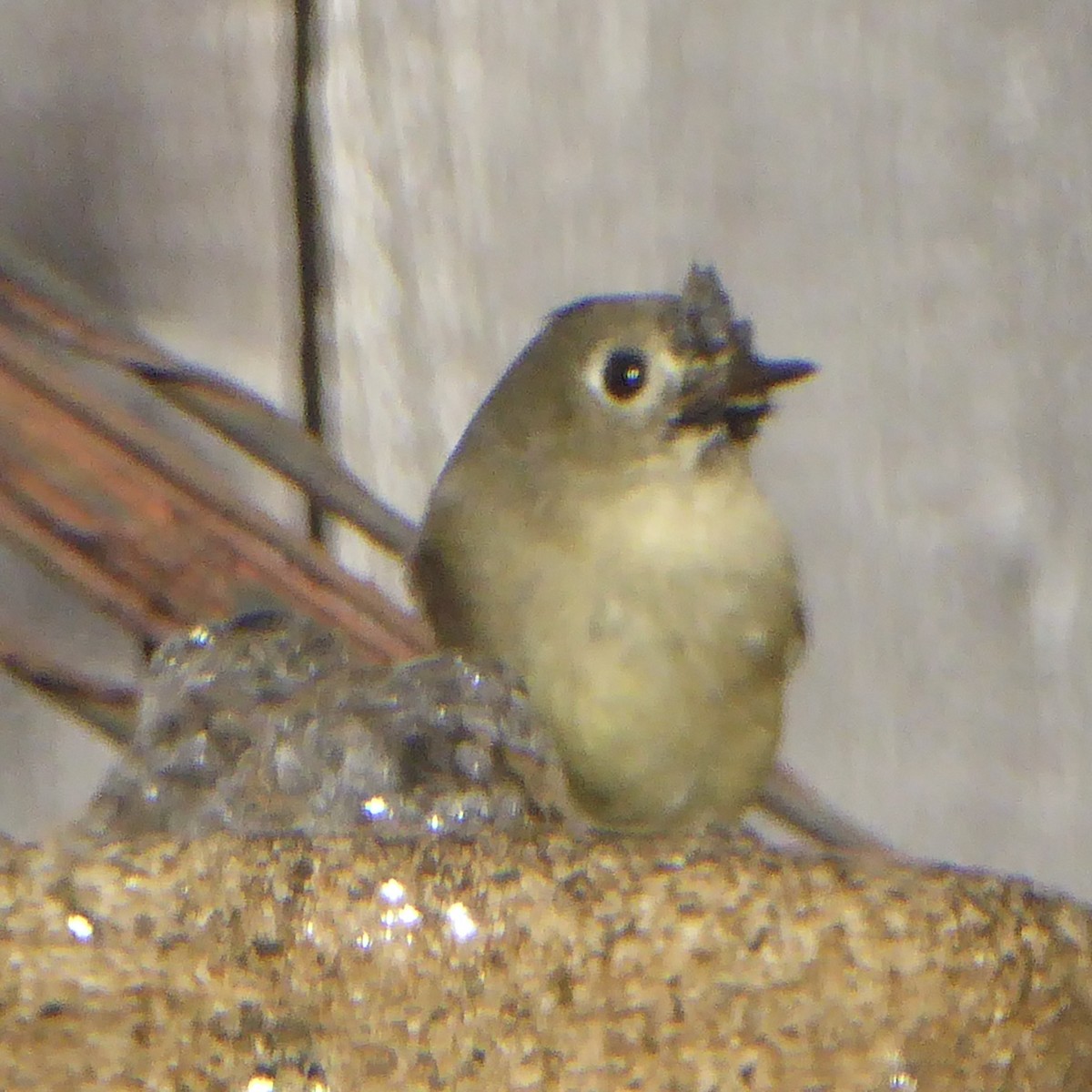 Ruby-crowned Kinglet - ML646943271