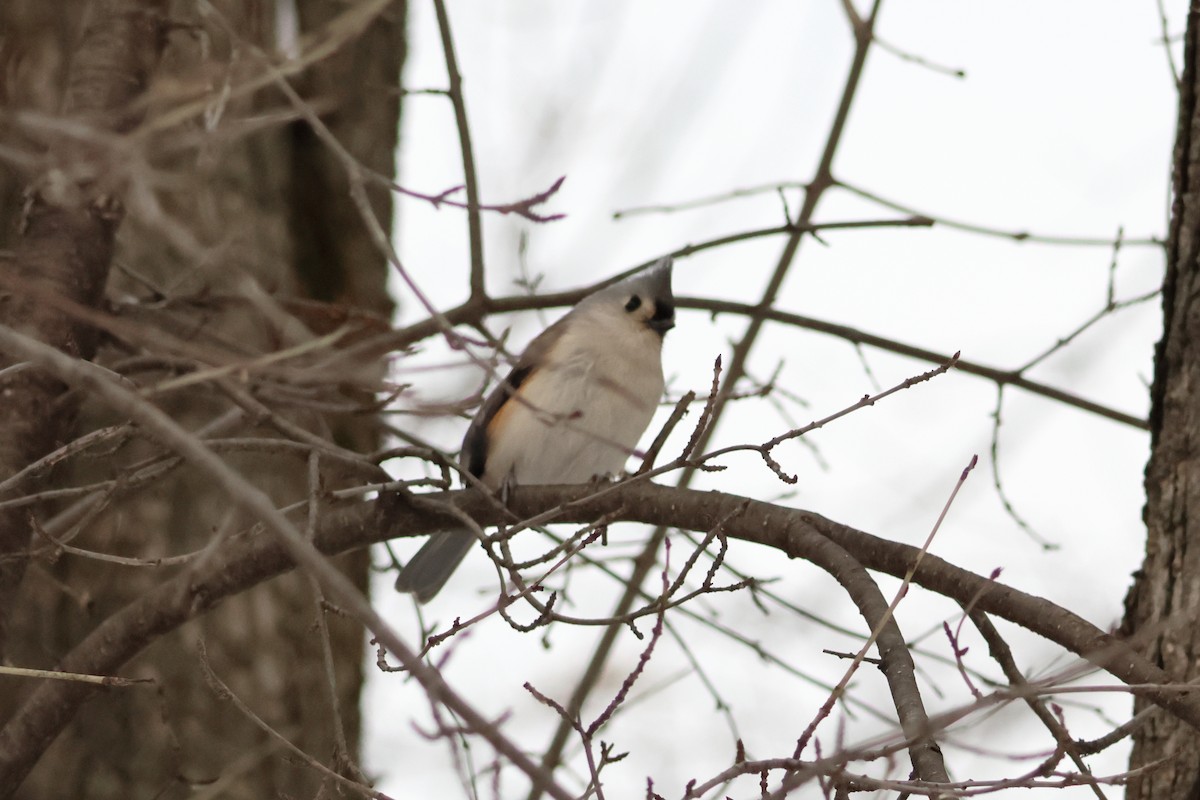 Tufted Titmouse - ML646943276