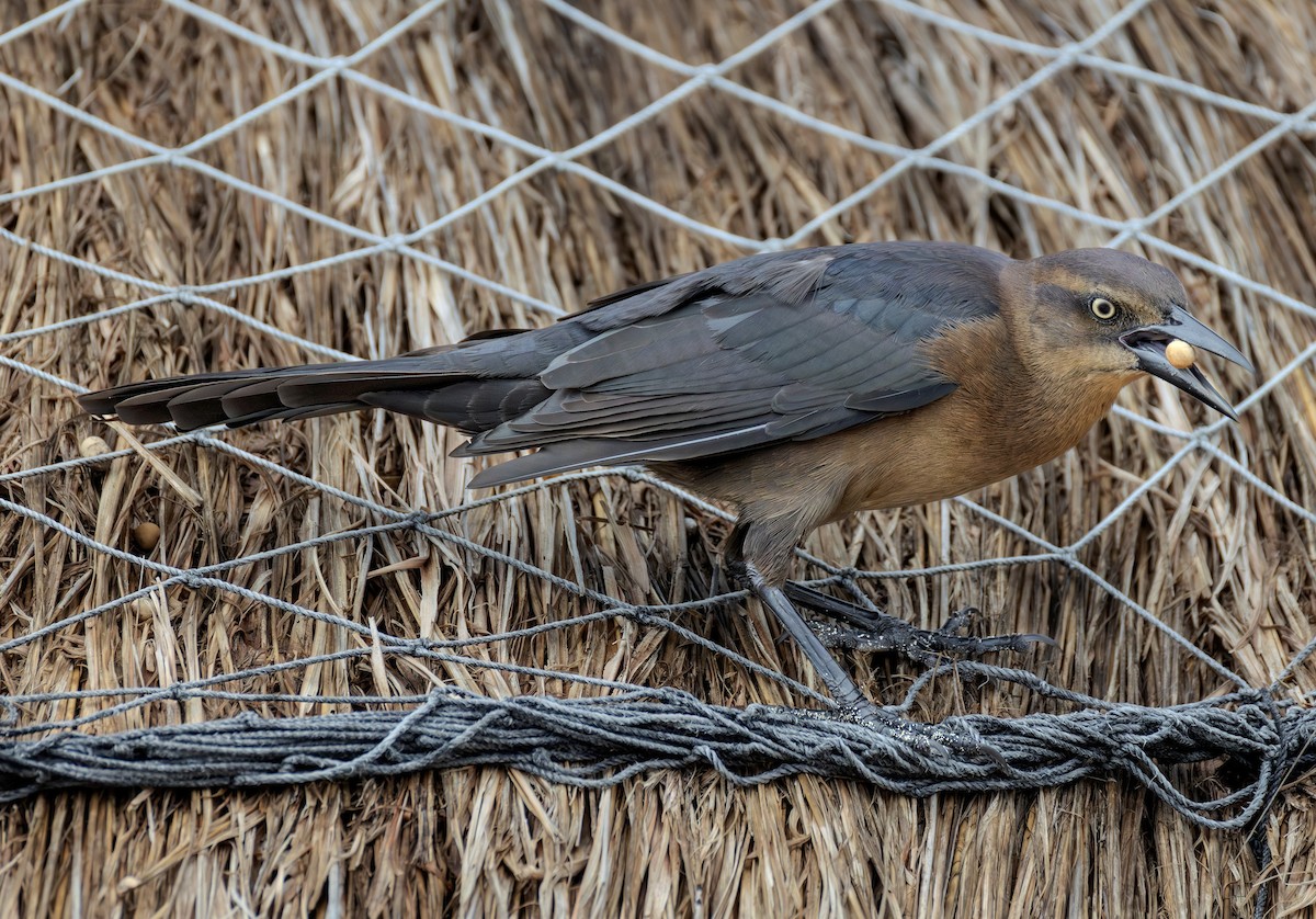 Great-tailed Grackle - ML646943277