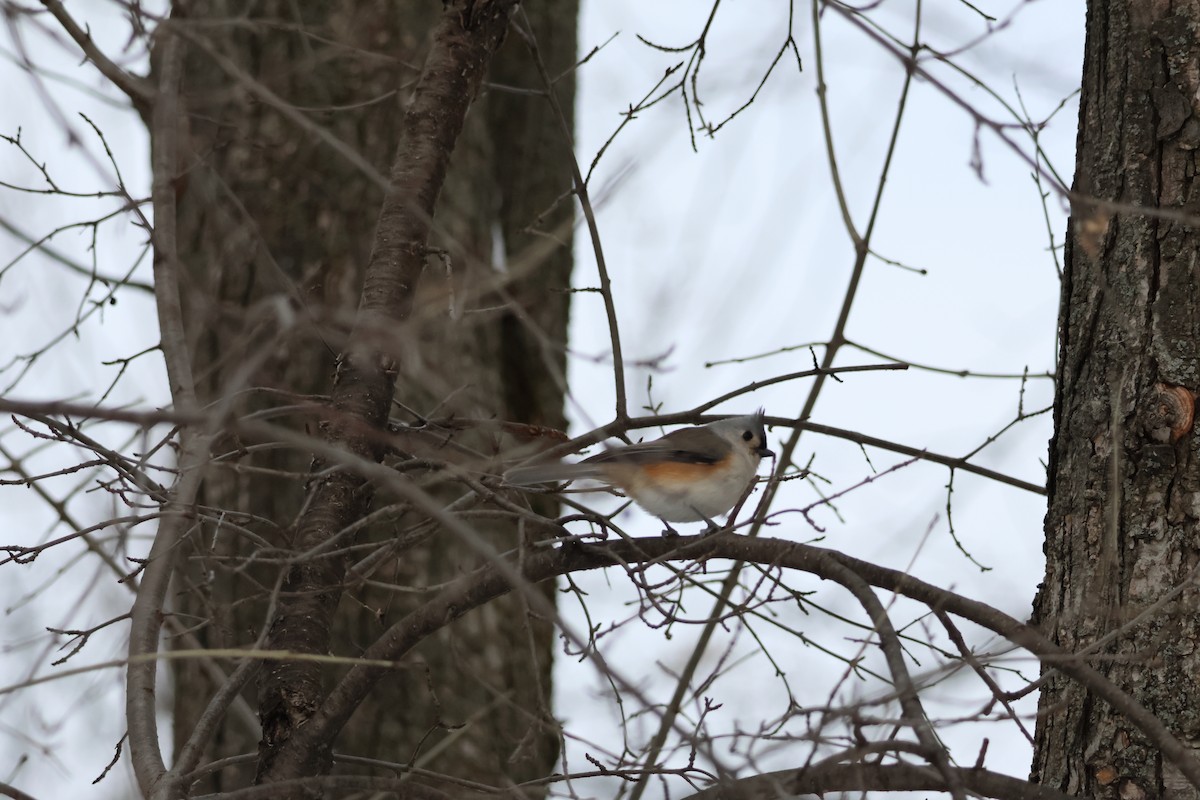 Tufted Titmouse - ML646943281