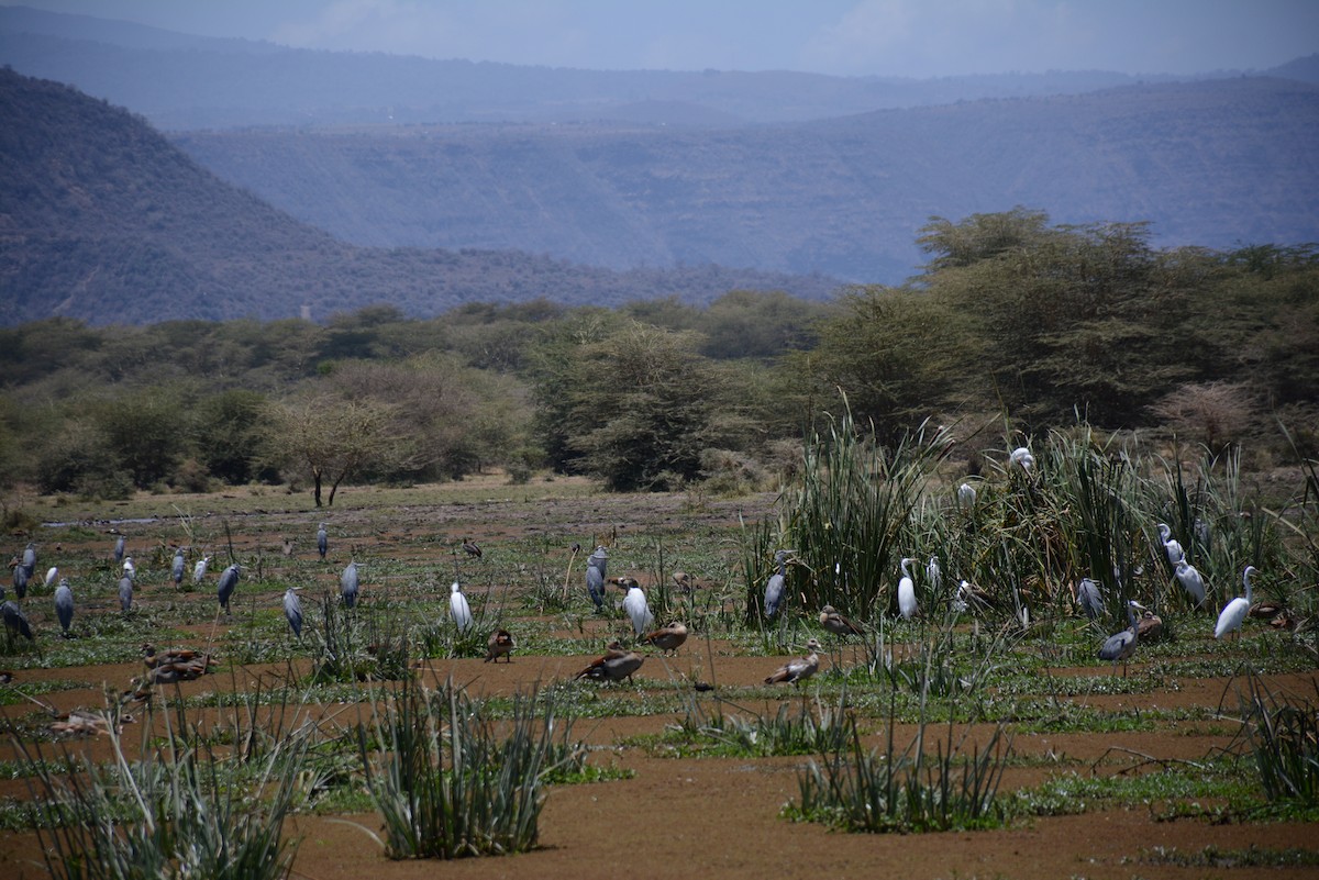 Egyptian Goose - ML646943282