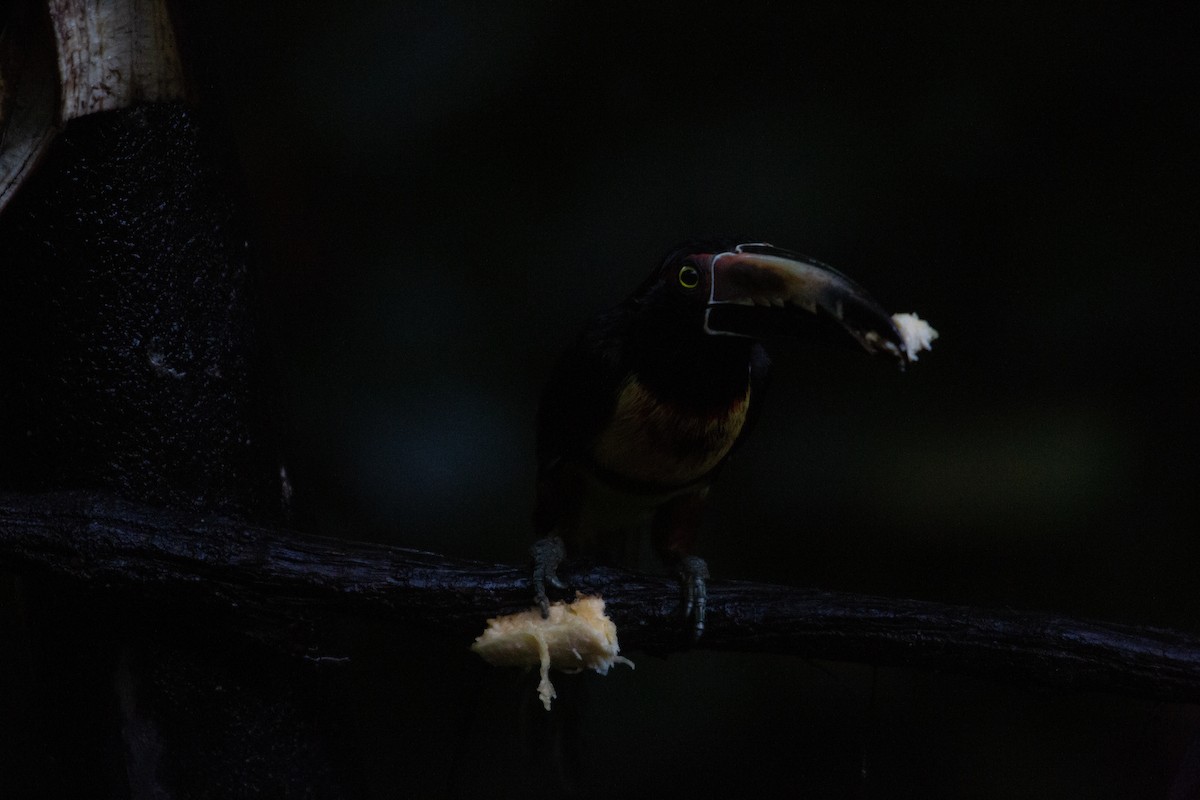 Collared Aracari - ML646943284