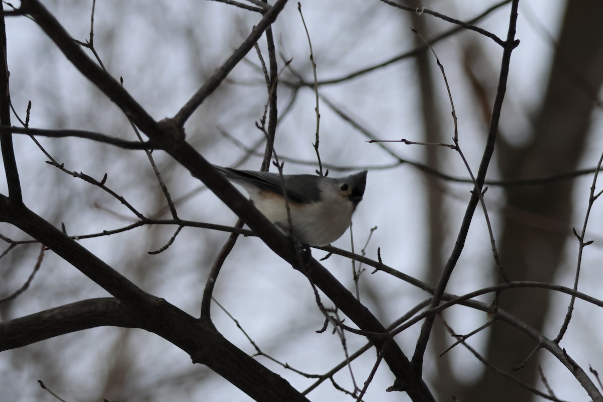 Tufted Titmouse - ML646943285