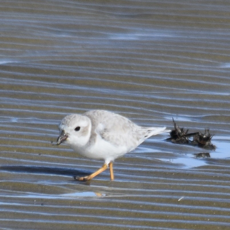 Piping Plover - ML646943286