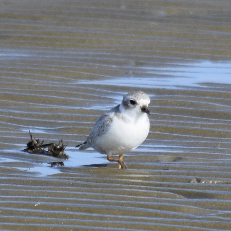 Piping Plover - ML646943287