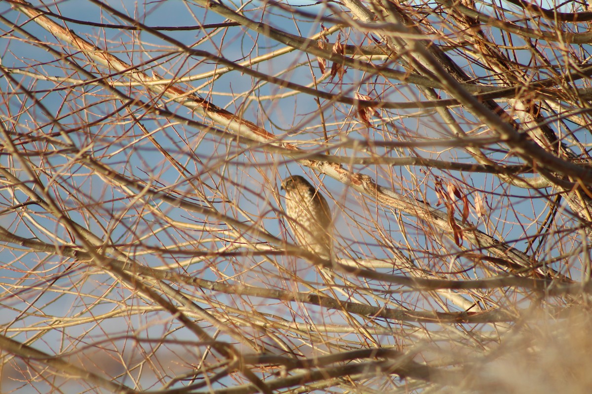 Sharp-shinned Hawk - ML646943291