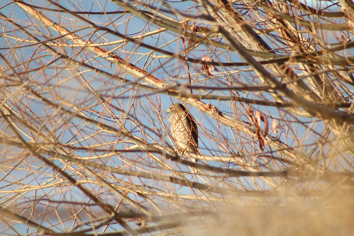 Sharp-shinned Hawk - ML646943292
