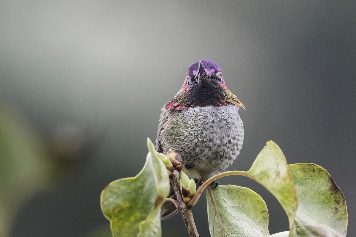 Anna's Hummingbird - ML646943293