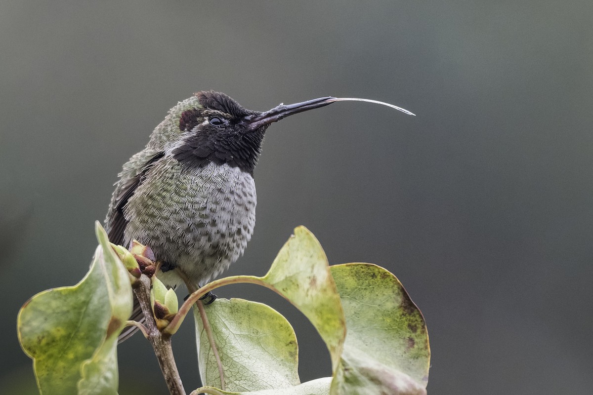Anna's Hummingbird - ML646943294