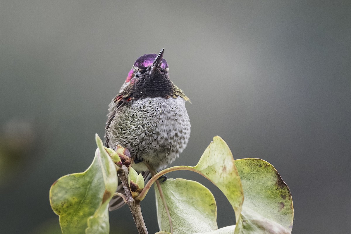 Anna's Hummingbird - ML646943295