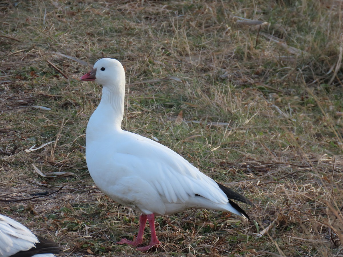 Ross's Goose - ML646943296