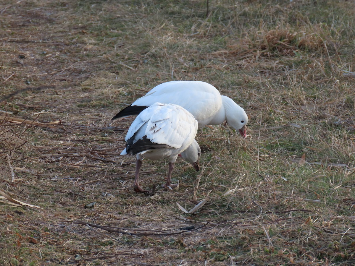 Ross's Goose - ML646943297