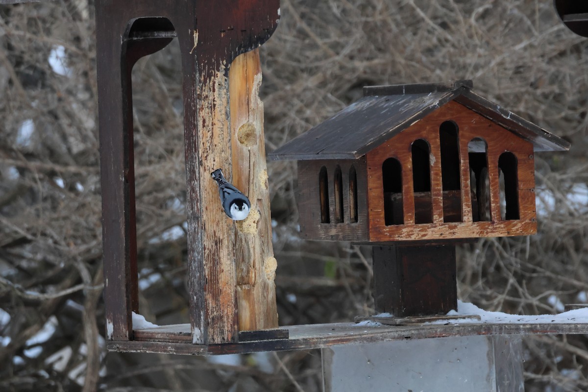White-breasted Nuthatch - ML646943298
