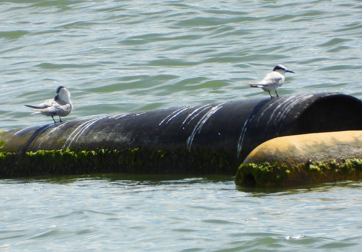 Little Tern - ML646943299