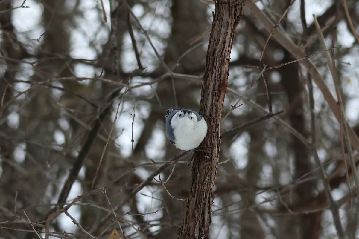 White-breasted Nuthatch - ML646943301