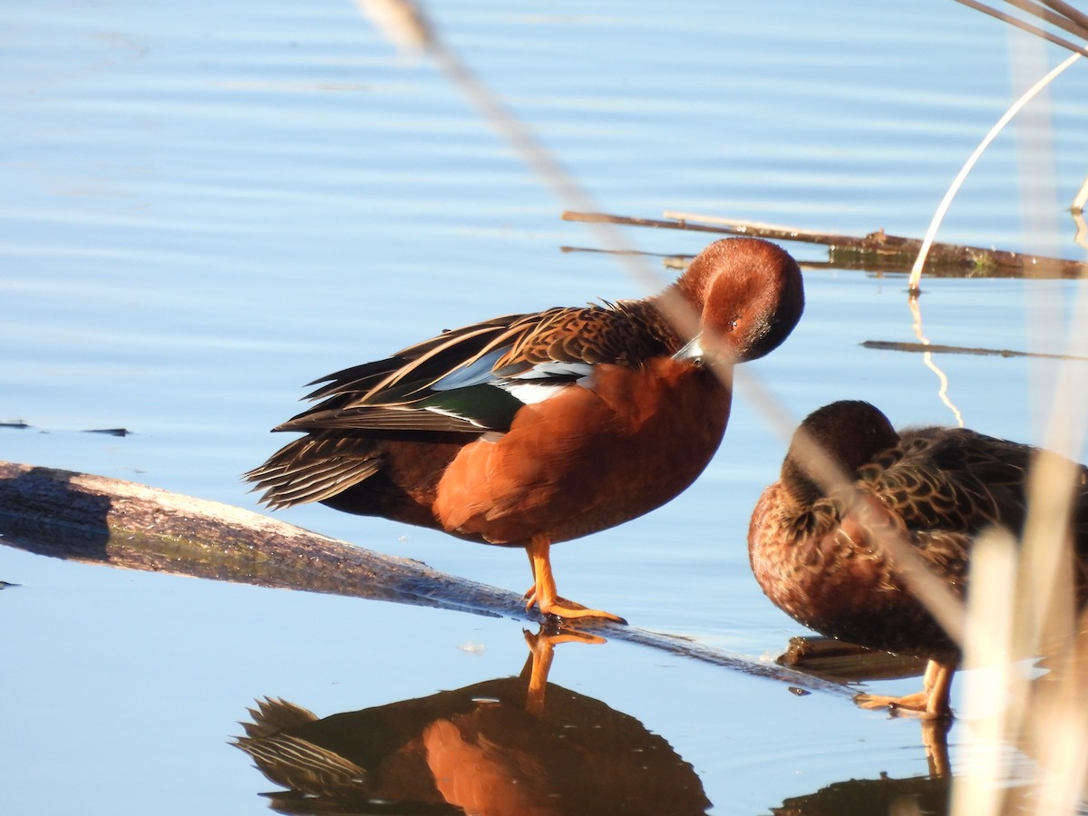 Cinnamon Teal - ML646943302