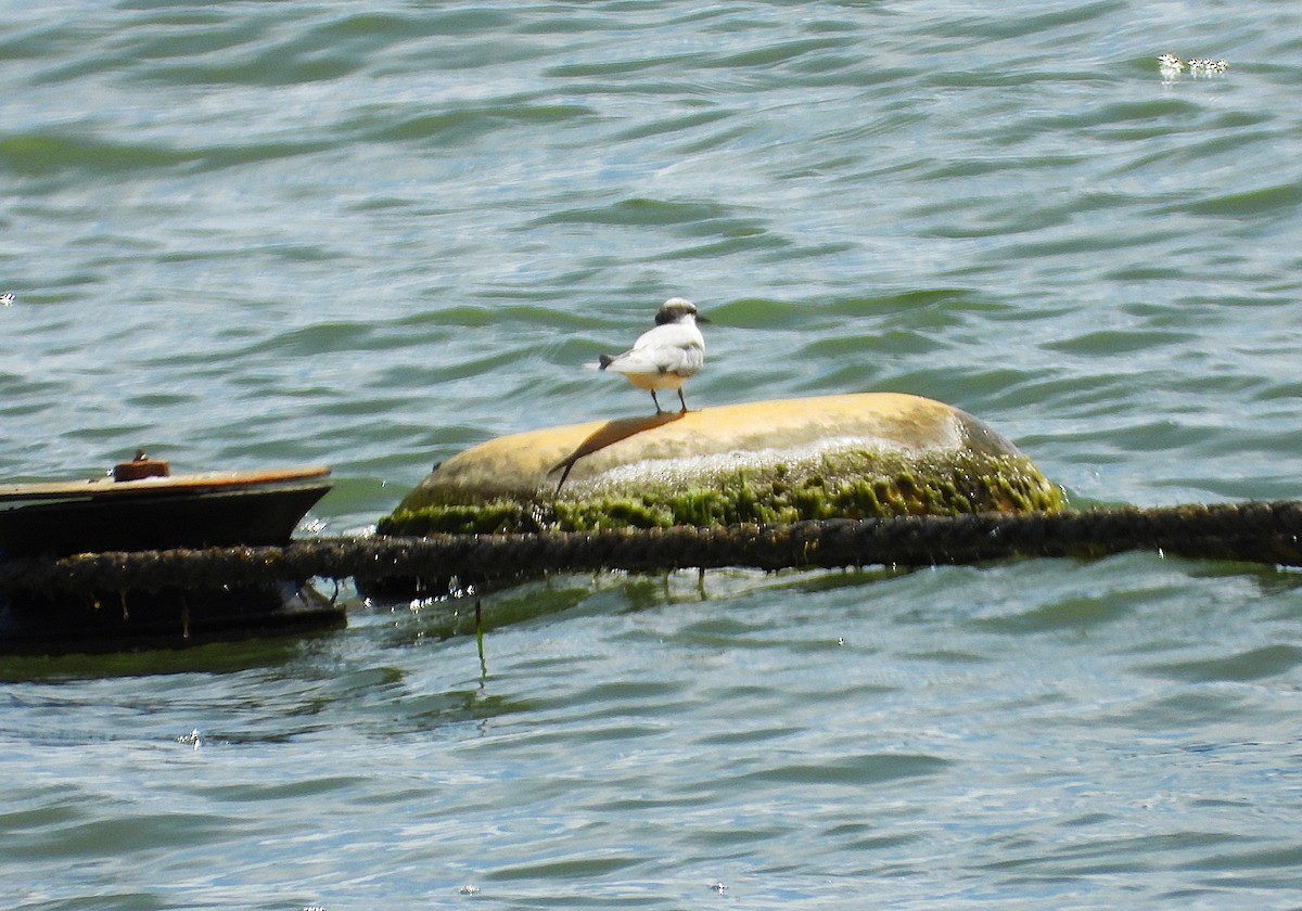 Little Tern - ML646943303