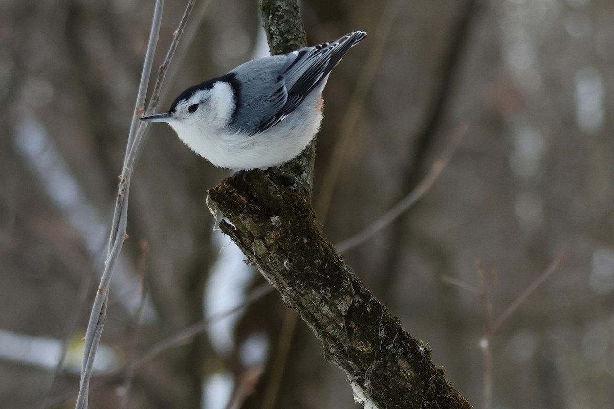 White-breasted Nuthatch - ML646943304