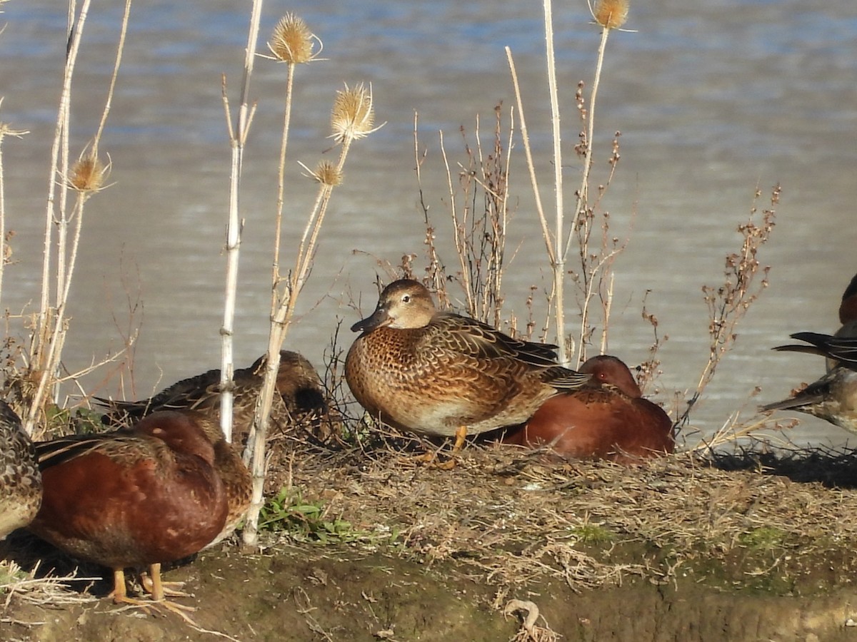 Cinnamon Teal - ML646943305