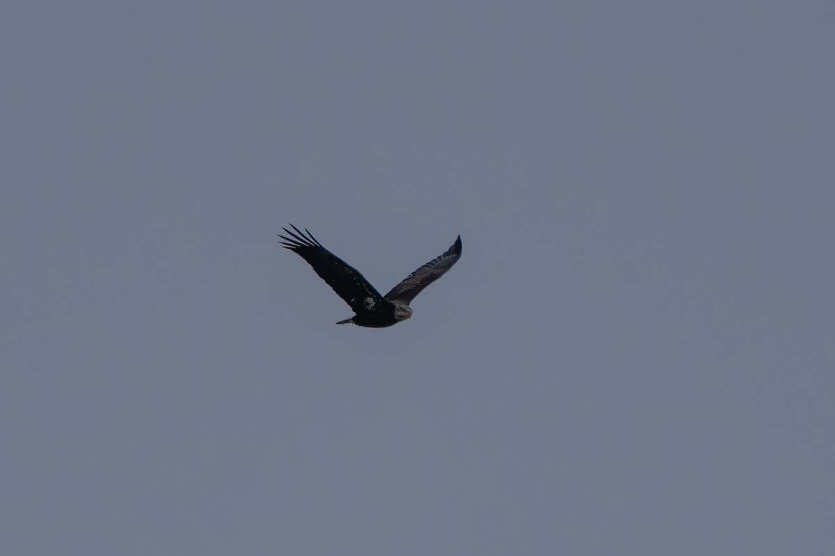 Bald Eagle - ML646943306