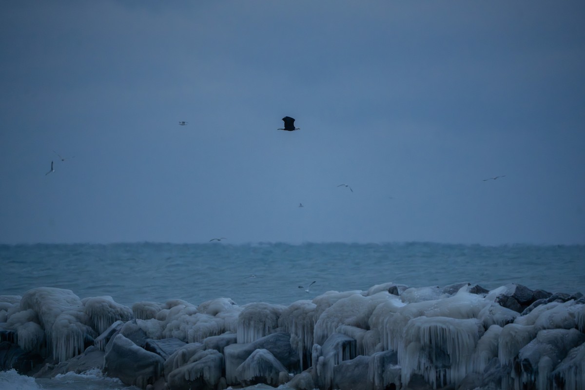 Bald Eagle - ML646943307