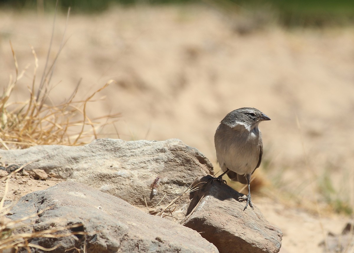 Ash-breasted Sierra Finch - ML646943308