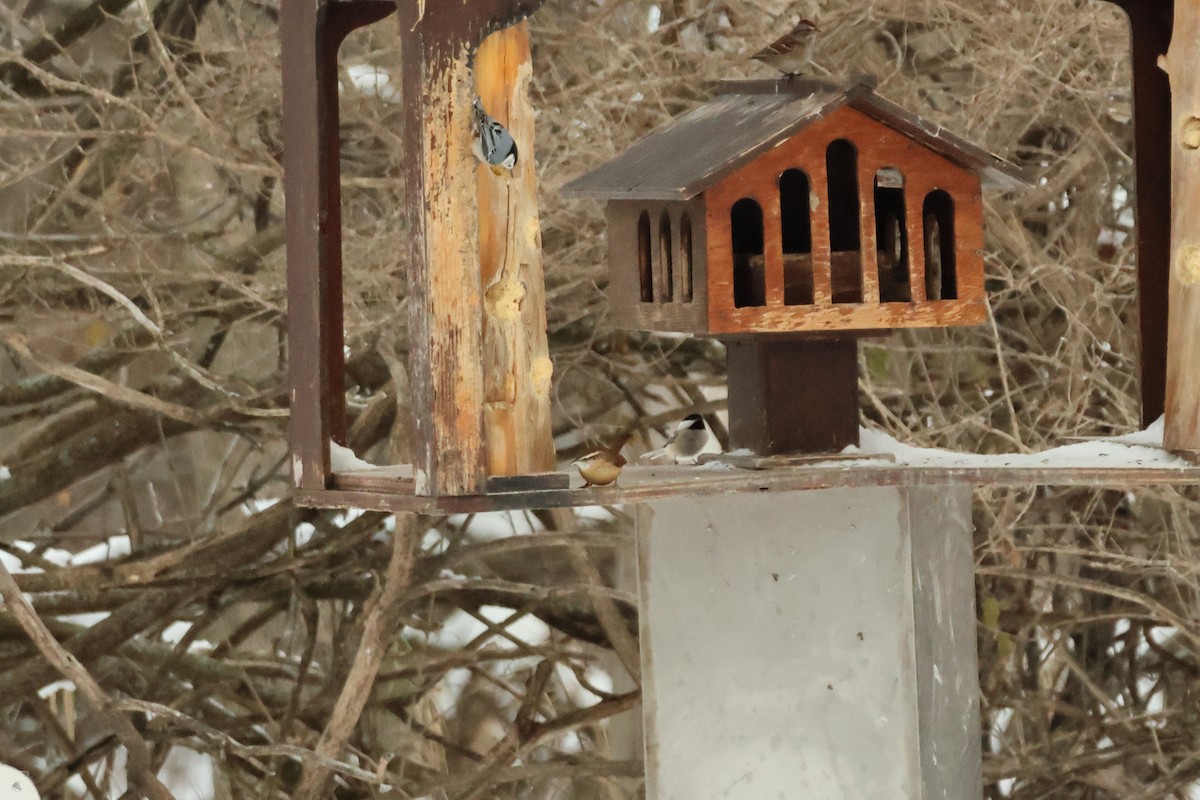 Carolina Wren - ML646943309