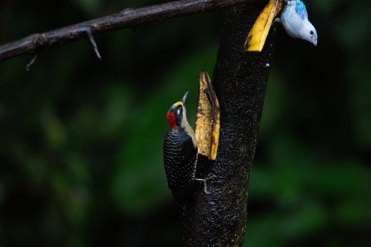 Black-cheeked Woodpecker - ML646943310