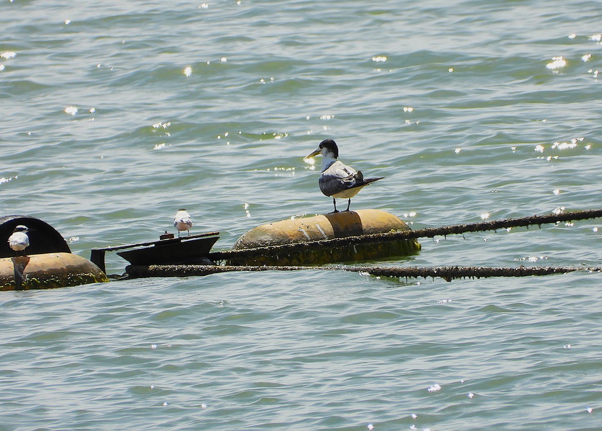 Great Crested Tern - ML646943311