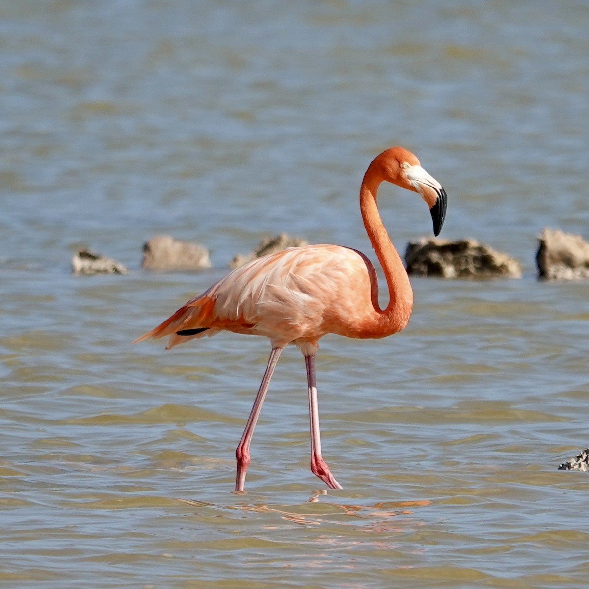 American Flamingo - ML646943312
