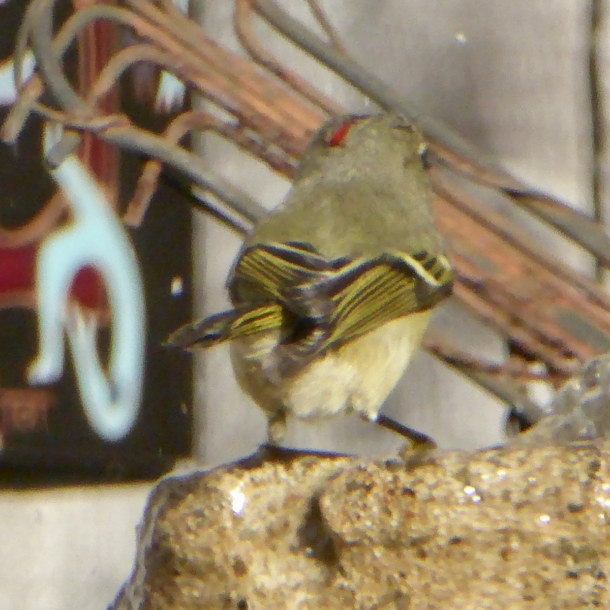 Ruby-crowned Kinglet - ML646943316