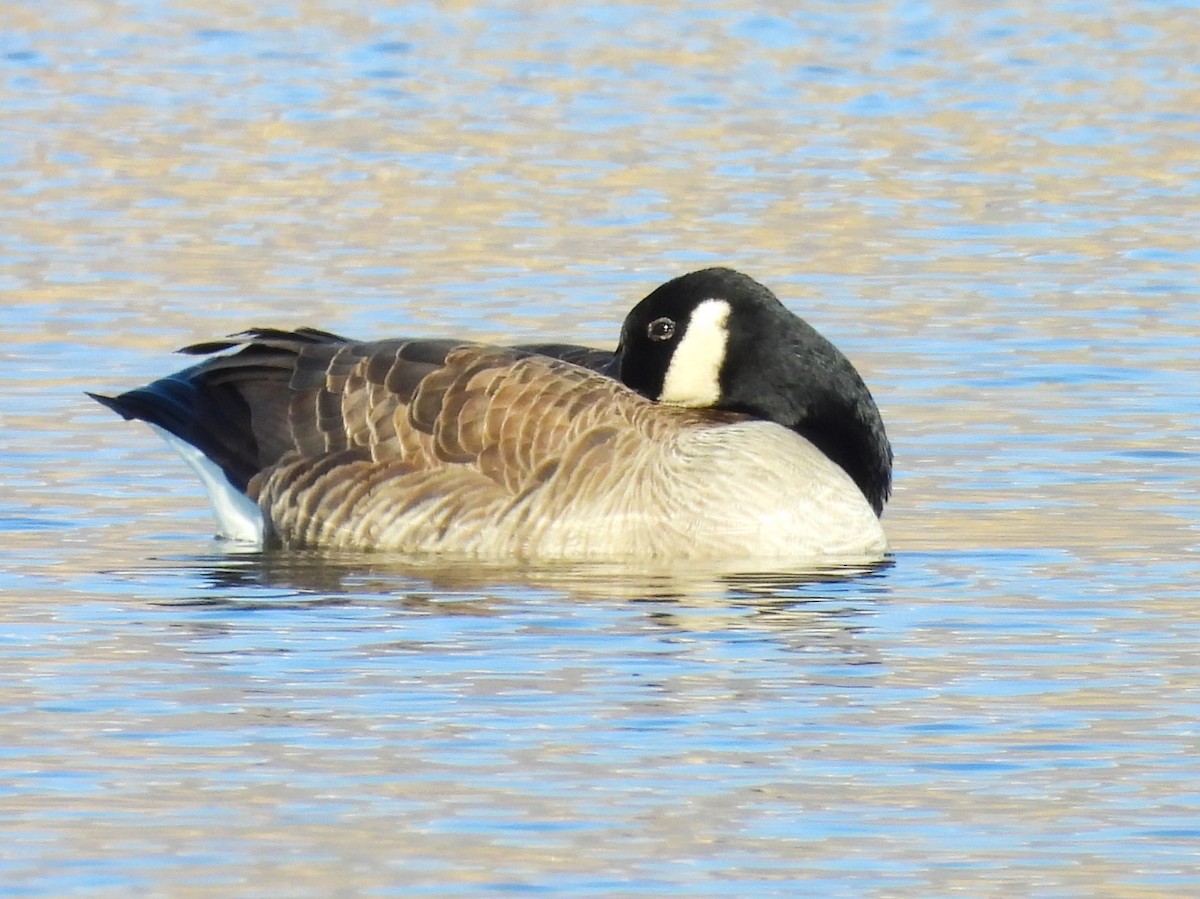 Canada Goose - ML646943318