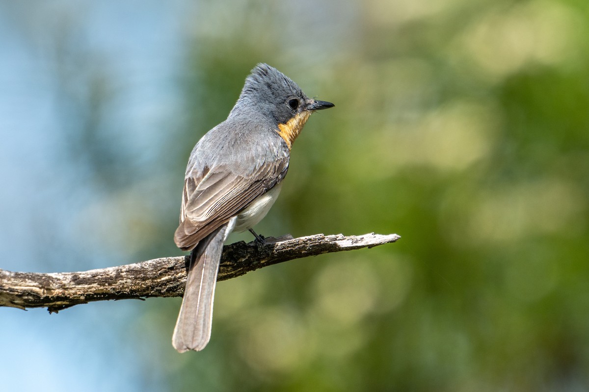 Satin Flycatcher - ML646943319