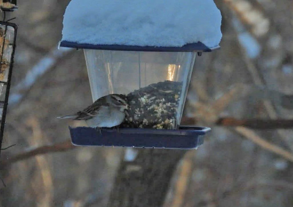 Chipping Sparrow - ML646943320