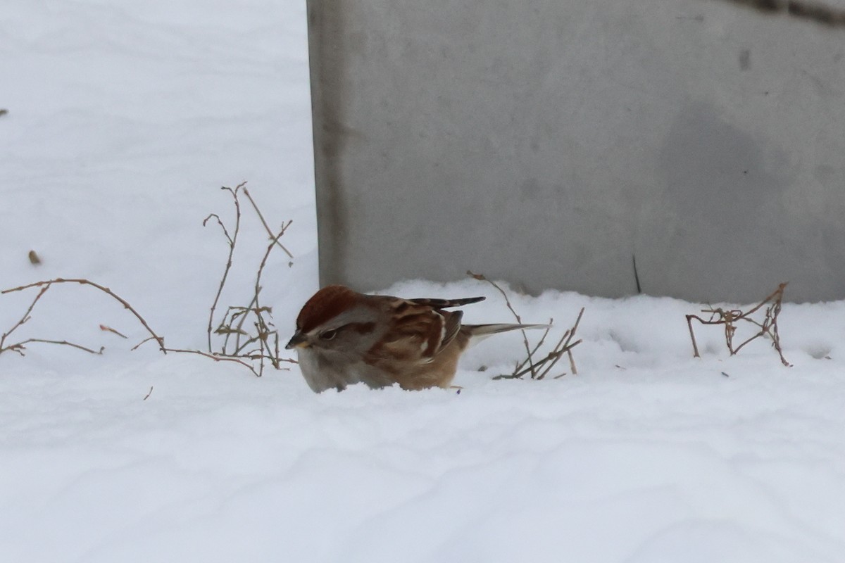 American Tree Sparrow - ML646943321