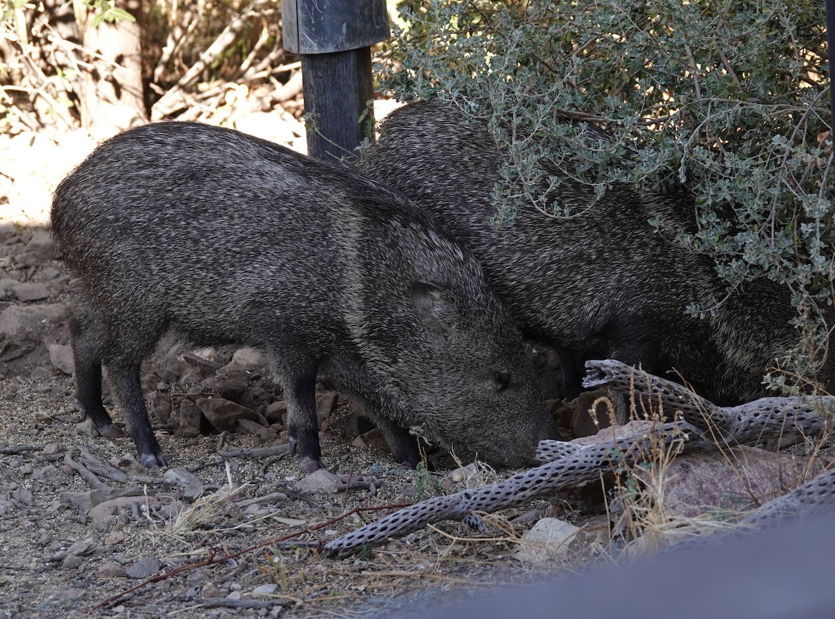 Collared Peccary - ML646943322