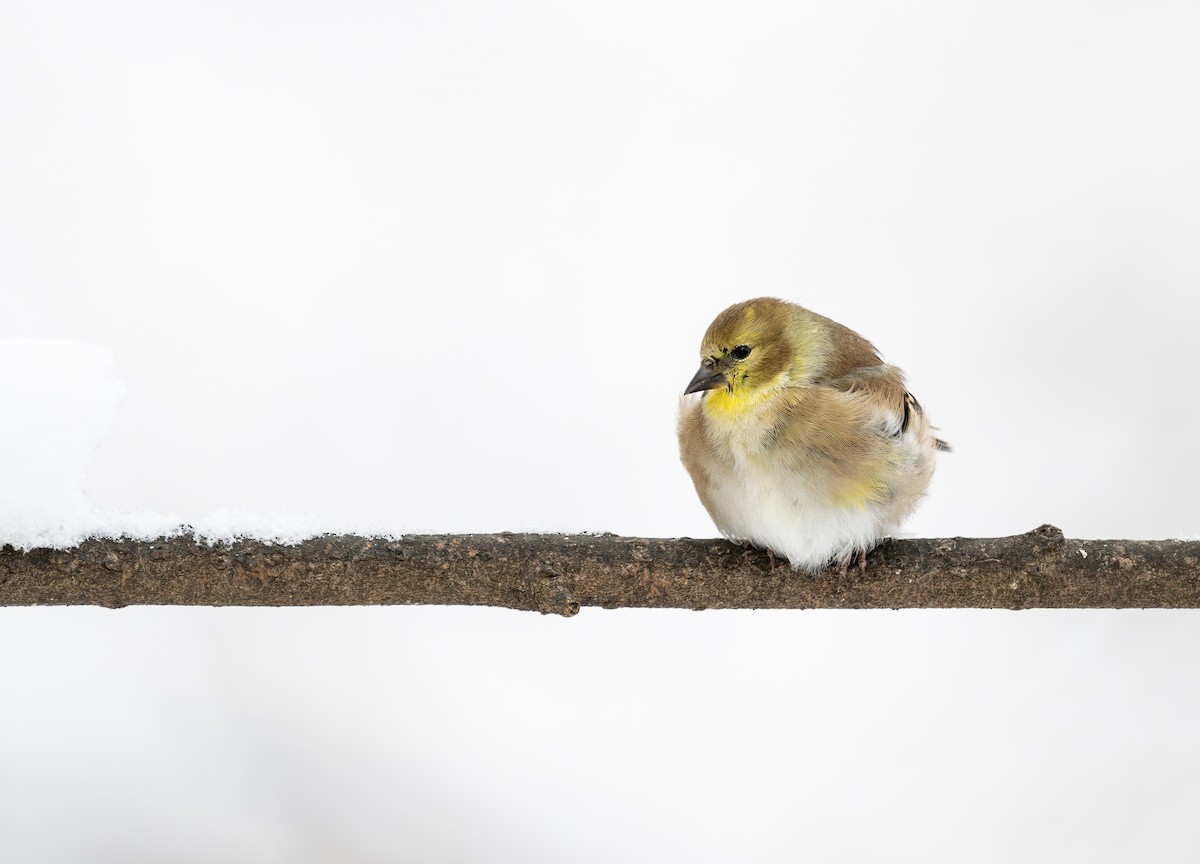 American Goldfinch - ML646943323