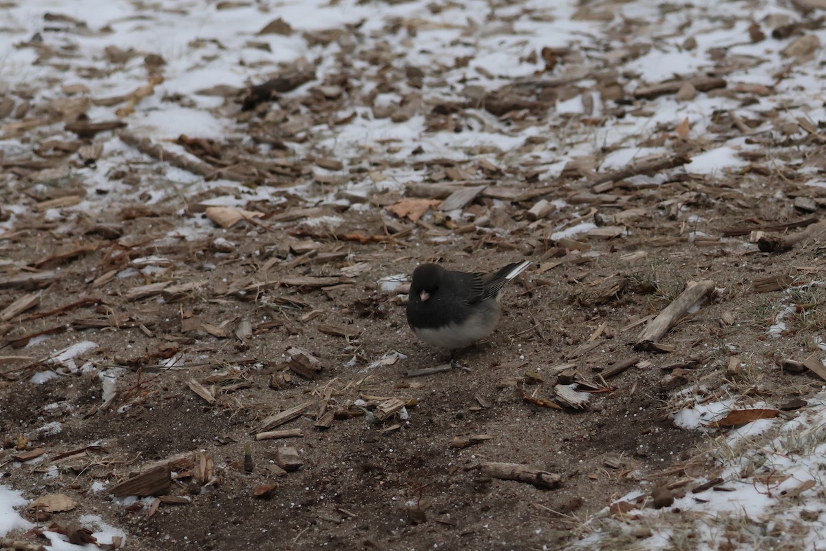 Dark-eyed Junco - ML646943324
