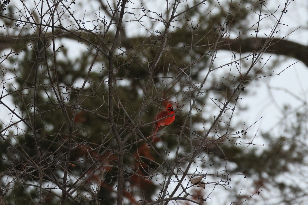 Northern Cardinal - ML646943326