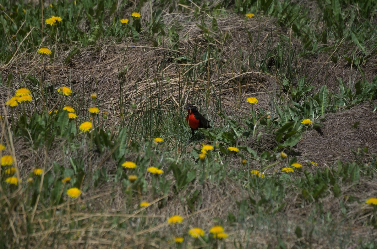 Loica Cejiblanca - ML646943327