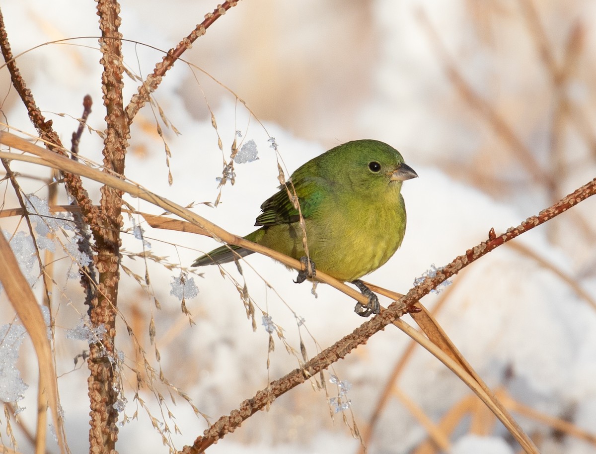 Painted Bunting - ML646943328