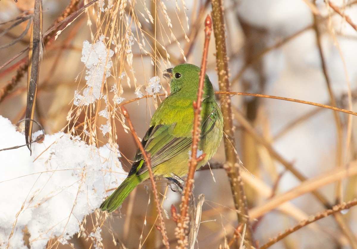 Painted Bunting - ML646943329