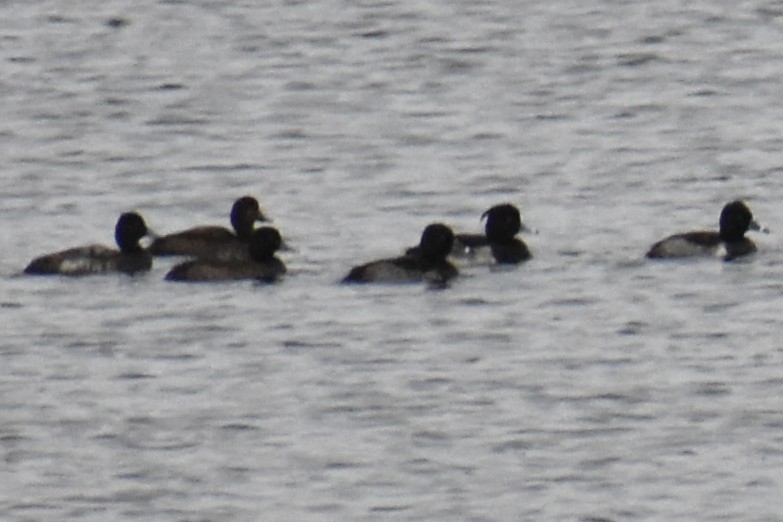 Porrón Moñudo - ML646943330