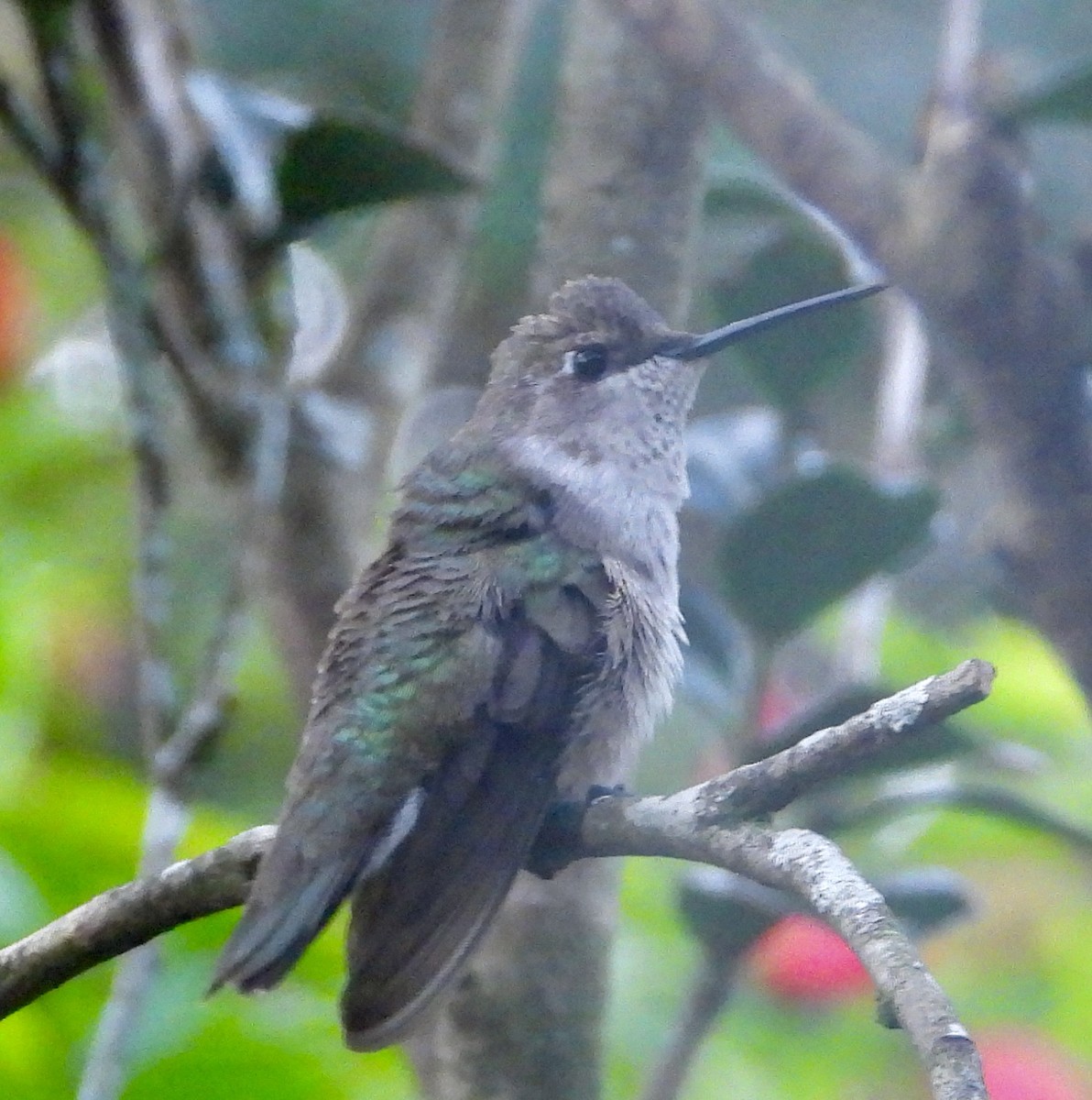 Black-chinned Hummingbird - ML646943333