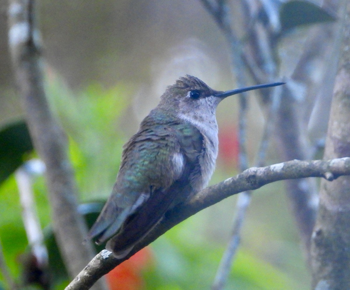 Black-chinned Hummingbird - ML646943334