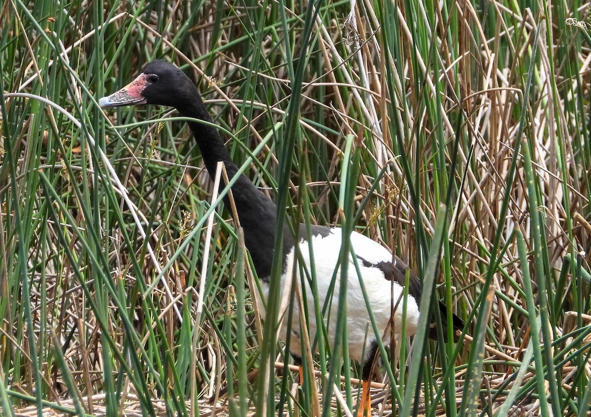 カササギガン - ML646943342