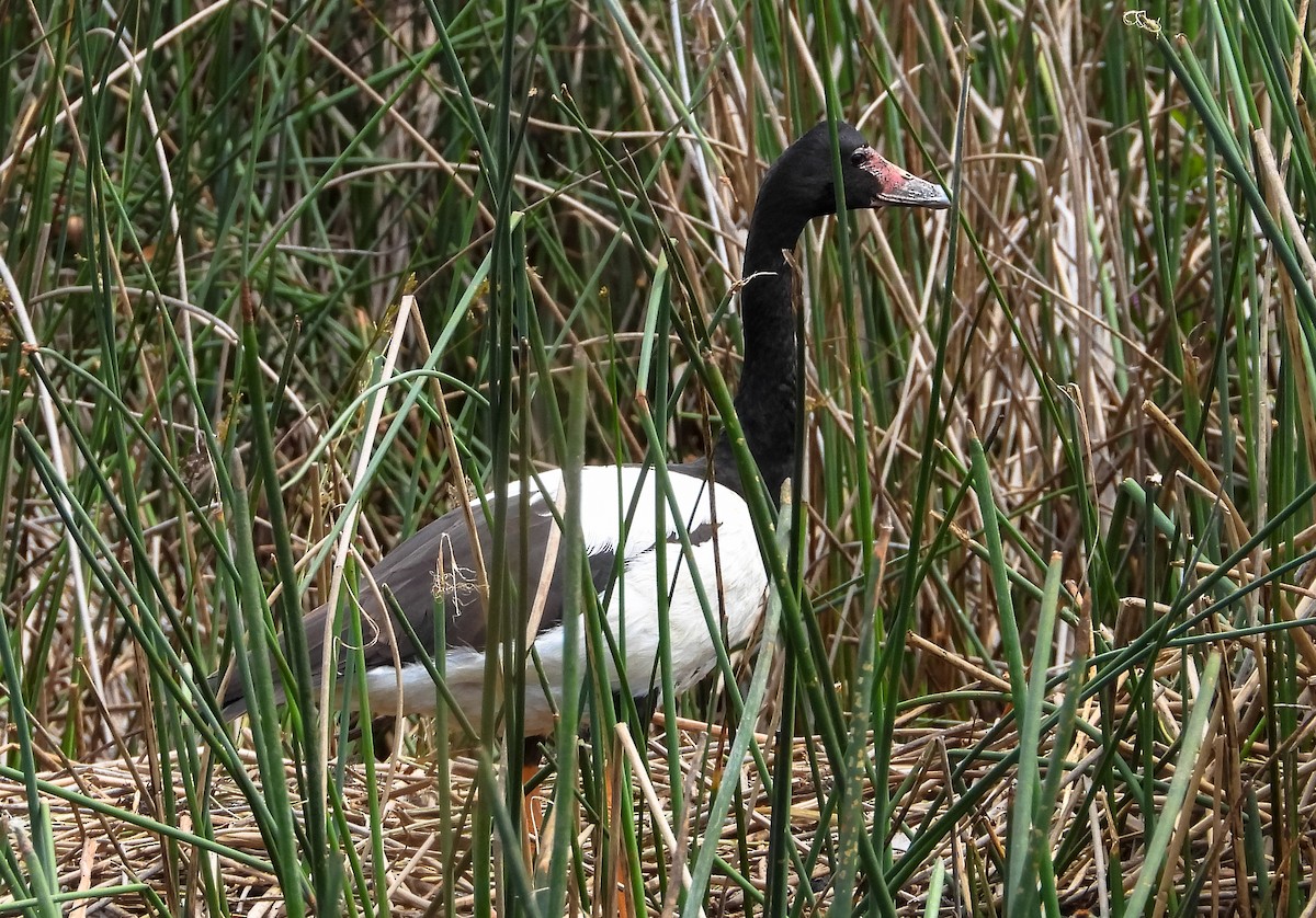 カササギガン - ML646943344